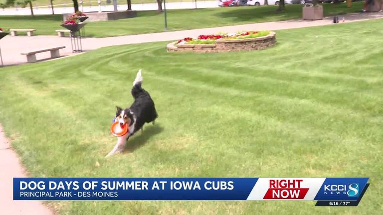 Iowa Cubs Host Dog Days Of Summer
