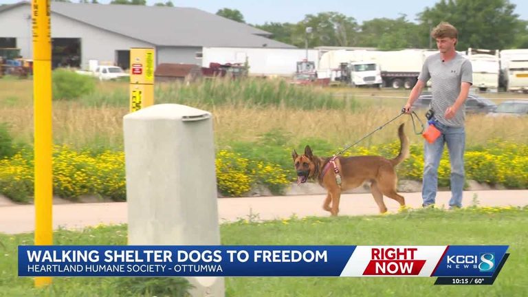 Iowa Man Walks 150 Miles With Shelter Dogs