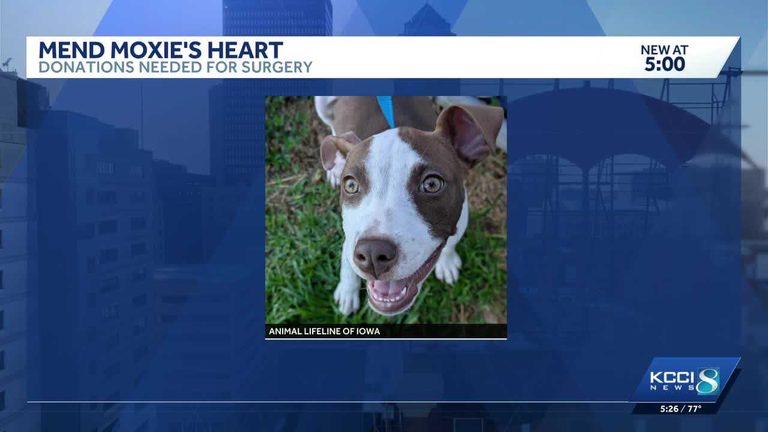 Iowa Puppy Needs Heart Surgery