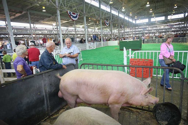 Iowa State Fair S Swine Barn Gets 20M Renovation