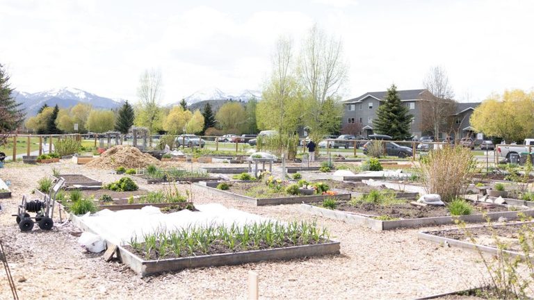 Jackson Hole Gardeners Prepare For Frost