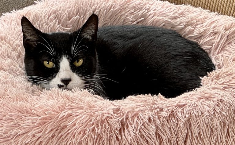Juno The Klepto Kat Celebrates 7 Years