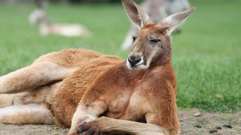 Kangaroos Fight In Australian Backyard