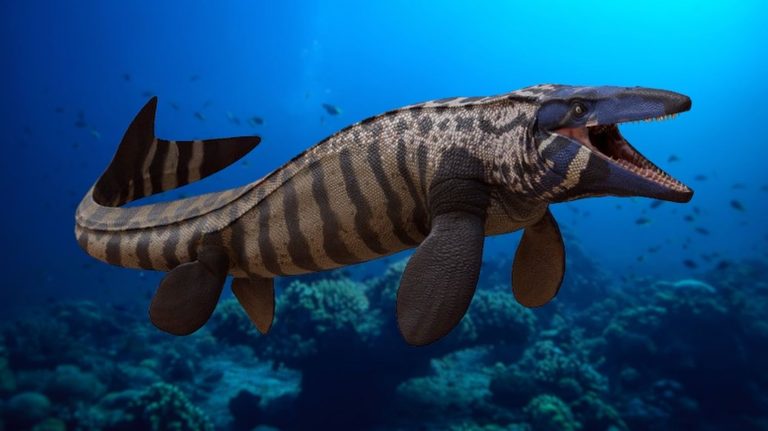 Kansas Boy Discovers Ancient Tylosaurus Fossil On 4 H Field Trip