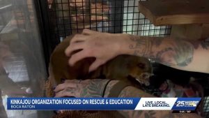 Kinkajou Rescue In Boca Raton