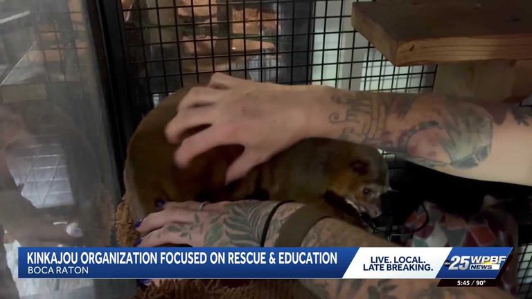 Kinkajou Rescue In Boca Raton