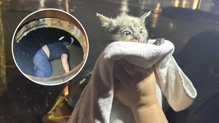 Kitten Rescued From Storm Drain