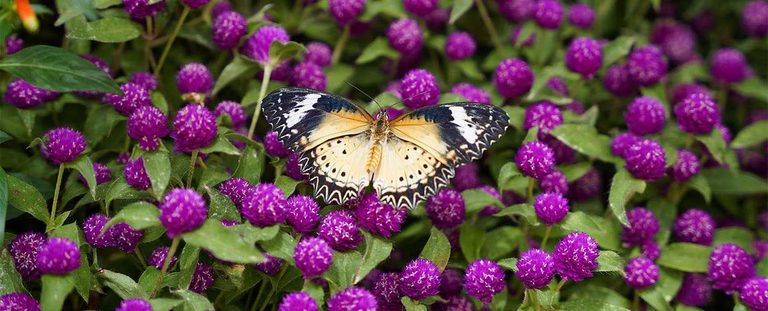 Krohn Conservatory Closes Early Due To Heat