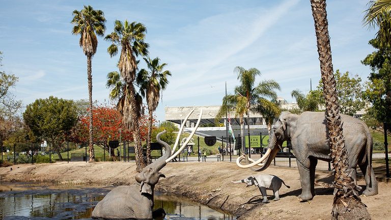 La Brea Tar Pits Hosts Farewell Disco Party