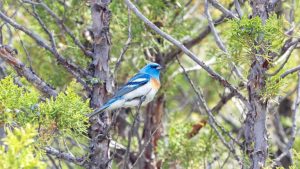 Lazuli Bunting Spotted In Yellowstone