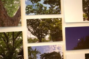 Local Artist Explores Non Human Lives