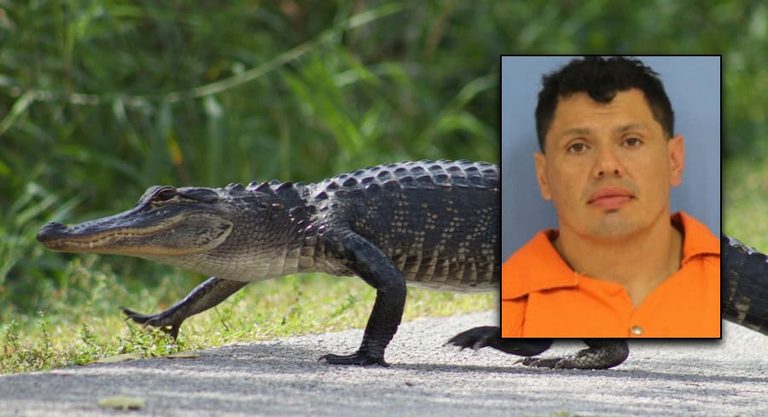 Louisiana Man Jumps From Highway Bitten By Alligator