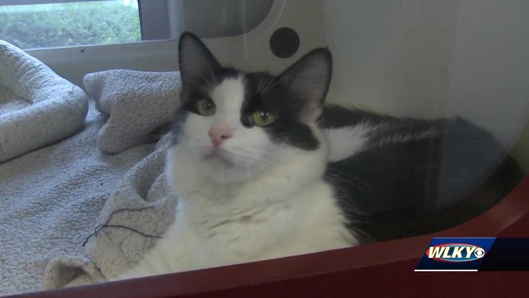 Louisville Animal Services Waives Adoption Fees