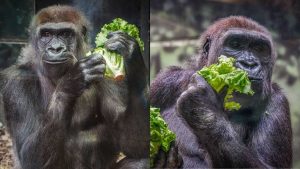 Louisville Zoo Welcomes 2 New Gorillas
