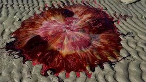 Maine Couple Finds Massive Jellyfish