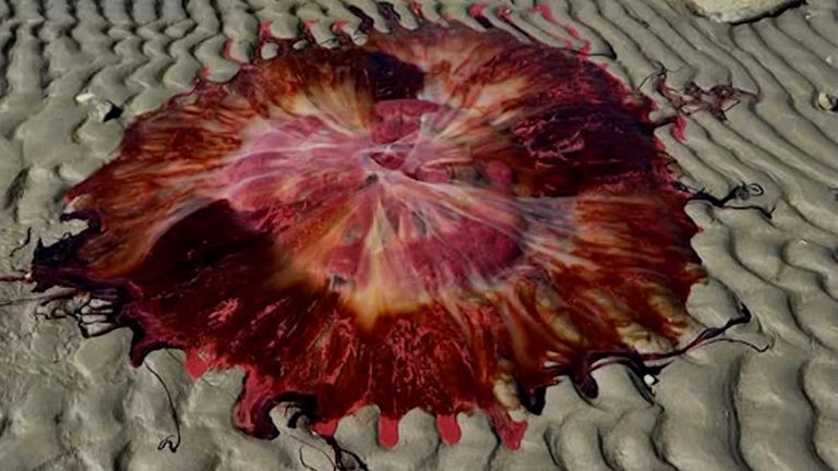 Maine Couple Finds Massive Jellyfish