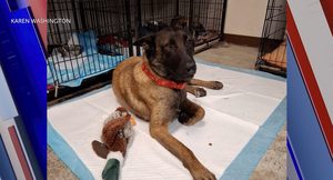 Mali The Belgian Malinois Finds A New Home In El Paso