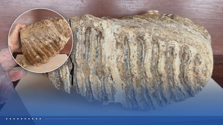Mammoth Tooth Found In Elk City Museum