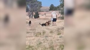 Man Arrested After Dog Attack Leads To Boy S Drowning