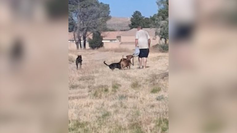 Man Arrested After Dog Attack Leads To Boy S Drowning