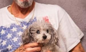 Managing Pet Care Costs Strategies For Affordable Furry Friend Care