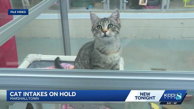 Marshalltown Animal Shelter Overwhelmed