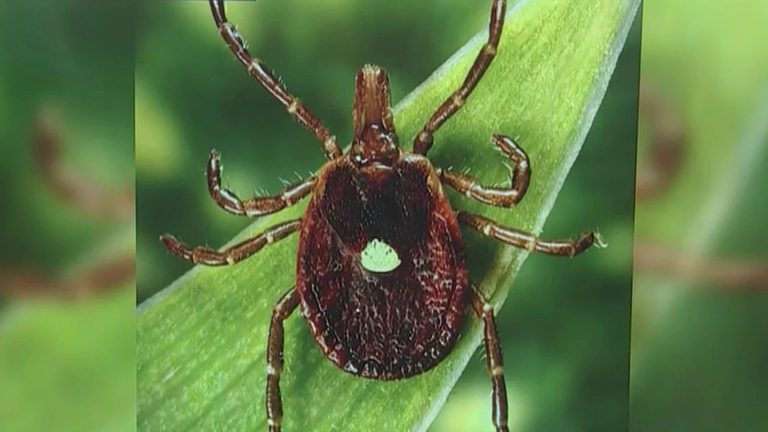Martha S Vineyard Residents Share Tick Concerns