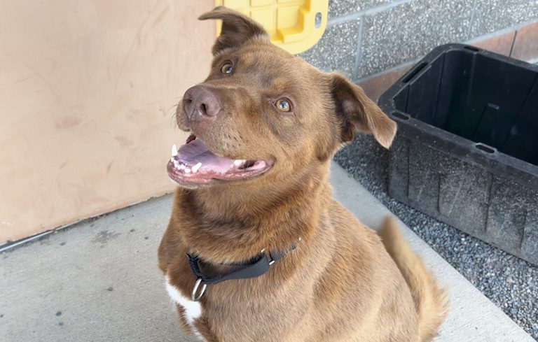 Meet Beckham Adoptable Pet At Brightside