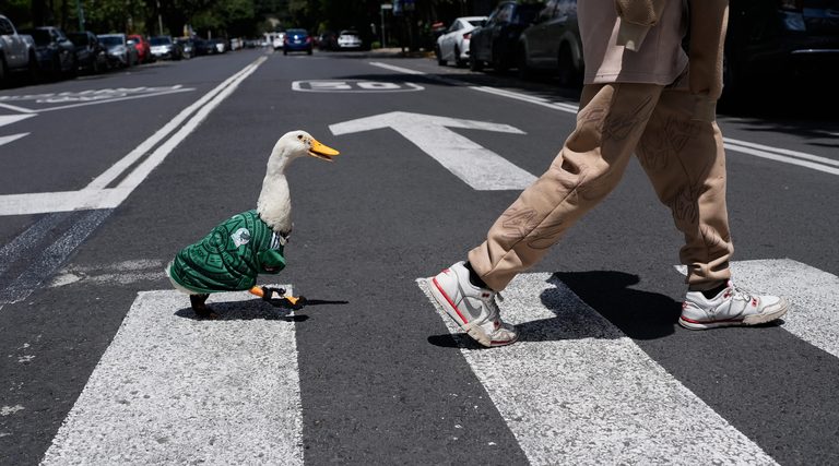 Merlin The Duck Steals World Cup Show