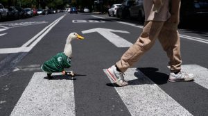 Merlin The Duck Steals World Cup Show