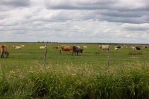Mexico Blocks Us Animal Imports