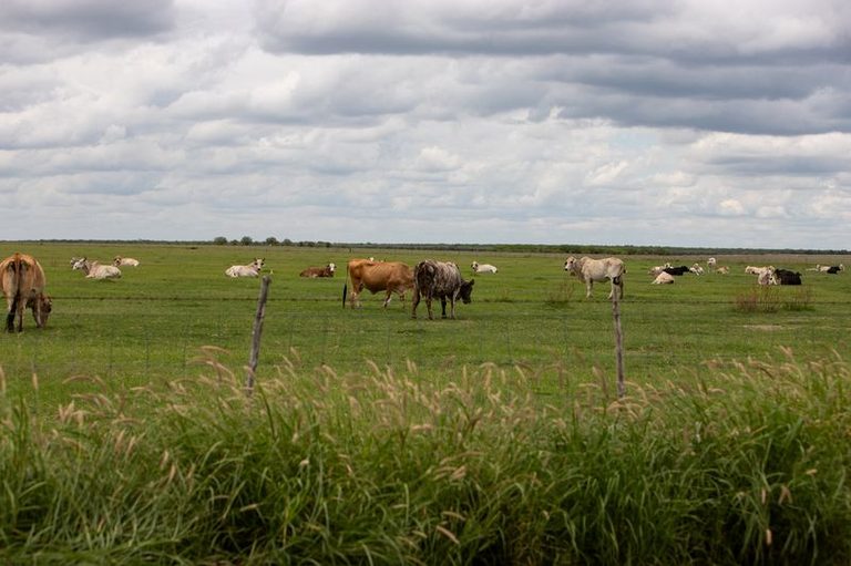 Mexico Blocks Us Animal Imports