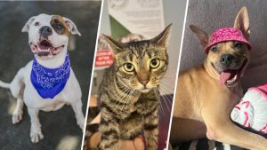 Miami Dade Animal Shelter Offers 2 50 Adoptions