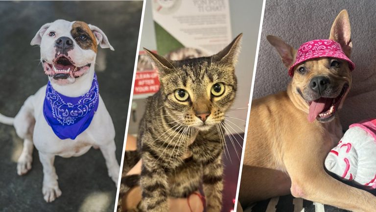 Miami Dade Animal Shelter Offers 2 50 Adoptions
