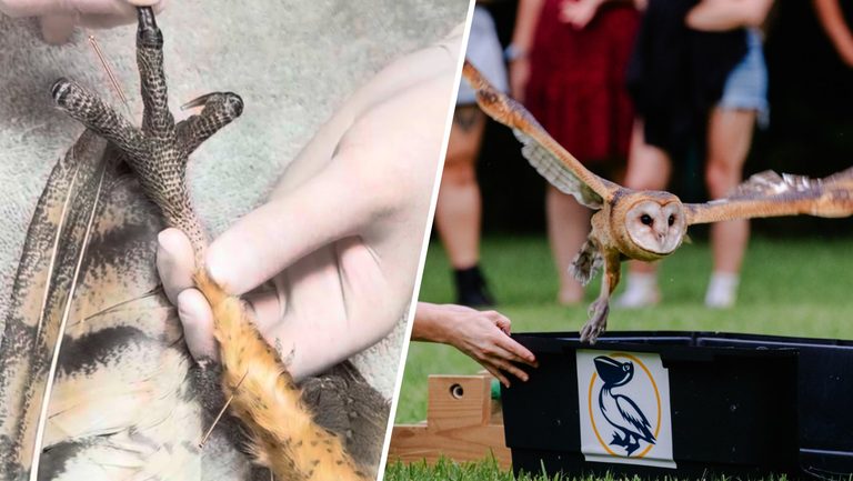 Miami Wildlife Hospital Releases Rehabilitated Barn Owl
