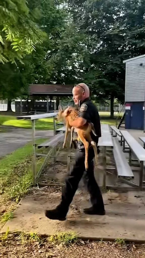 Middletown Police Reunite Baby Deer With Mother