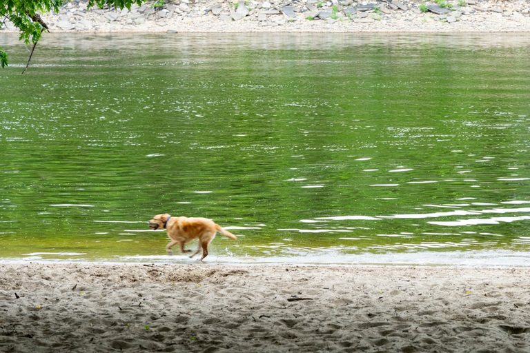 Minneapolis Off Leash Dog Park To Close