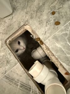 Missing Cat Found Under Bathtub
