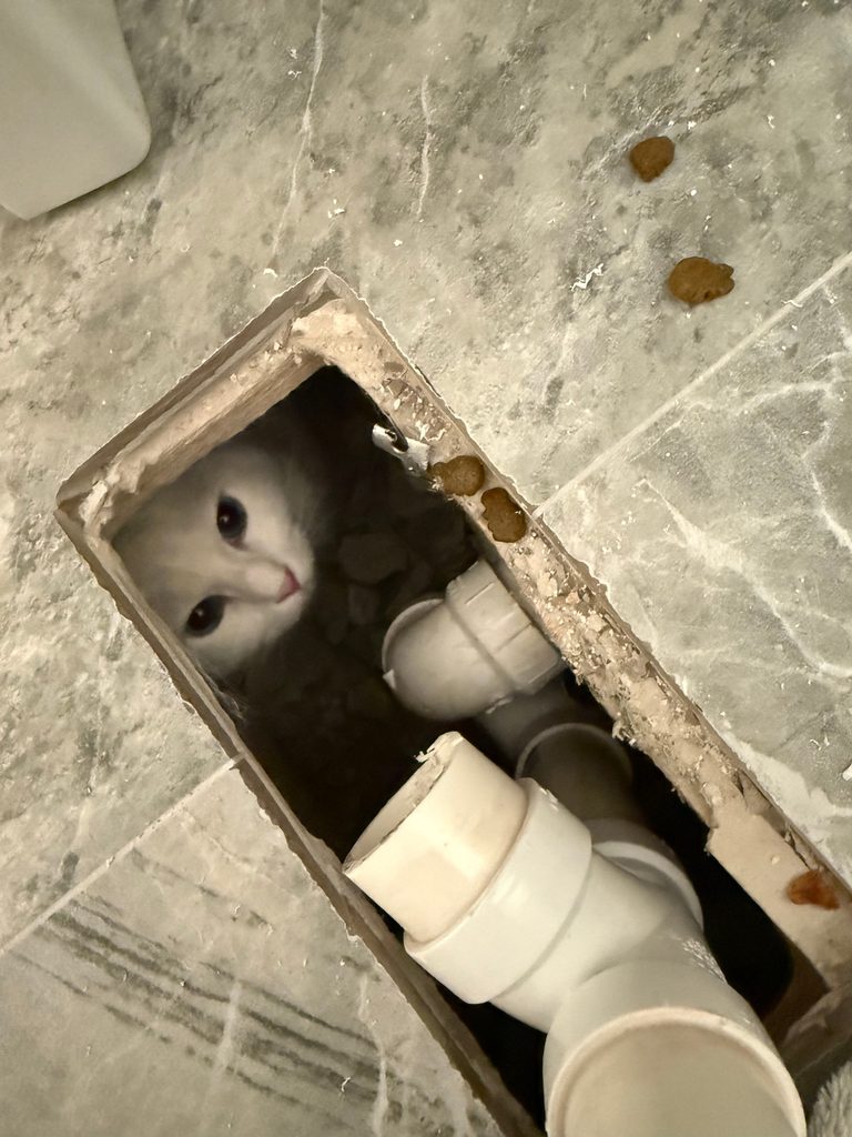 Missing Cat Found Under Bathtub