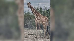 Missing Giraffe Found In Real County