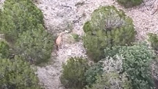 Missing Giraffe Found In Texas Hill Country