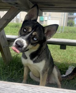 Mona The Husky Mix