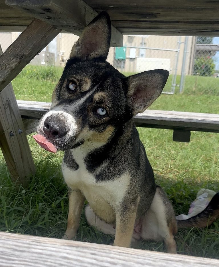 Mona The Husky Mix