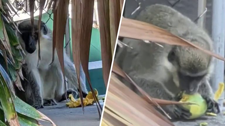 Monkey Spotted In Fort Lauderdale Neighborhood
