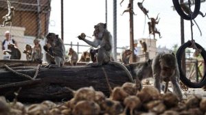 Monkeys Escape In Thailand