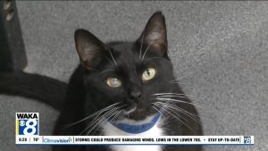 Montgomery Humane Society Pets Of The Week
