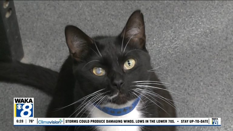 Montgomery Humane Society Pets Of The Week