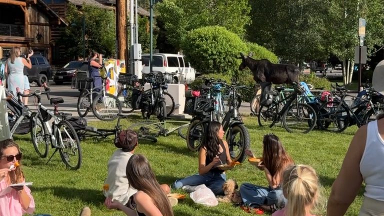 Moose Spotted At Jackson Market