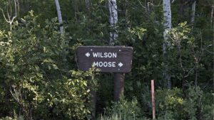 Moose Wilson Road Reopens In Grand Teton National Park