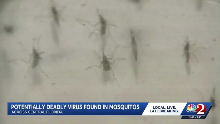 Mosquito Borne Virus Detected In Central Florida